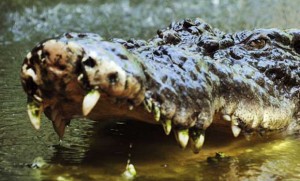 Letalidad y adicción hecho drogas